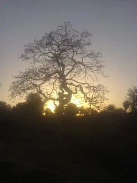 Sunset light passing the tree Stock Photos