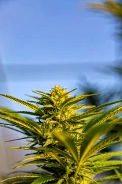 Sunset light Stock Photos