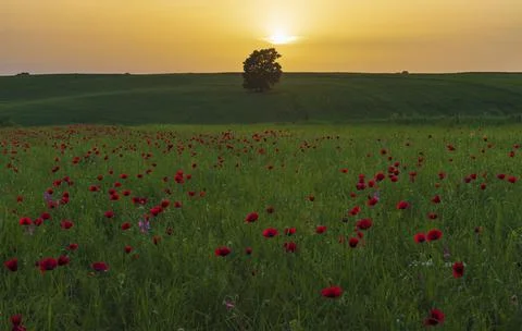 Sunset light on poppy fields in the mountains Foto stock