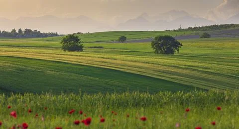 Sunset light on poppy fields in the mountains Stock Photos