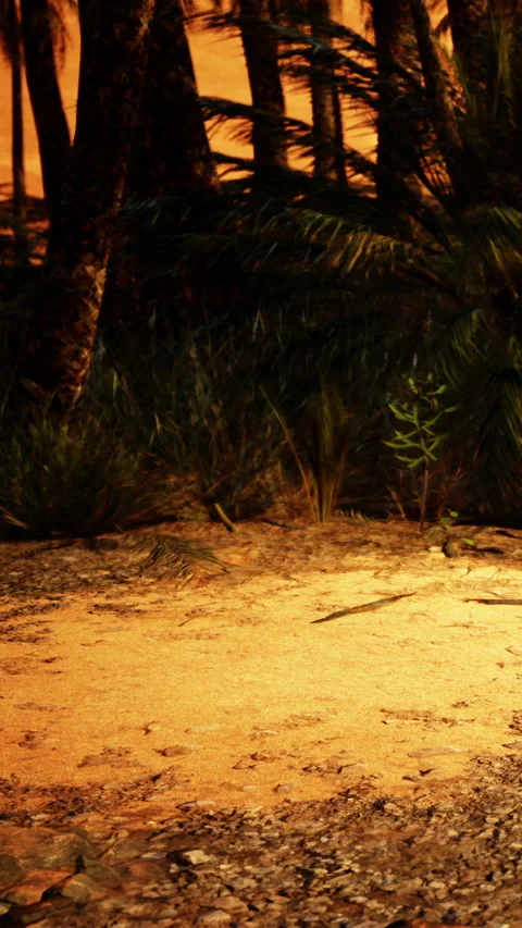 Sunset light on sandy ground in a forest with palm trees Stock Footage 342335888
