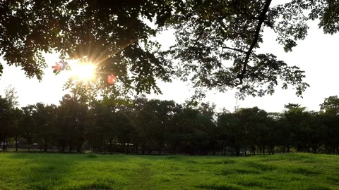 Sunset light shade on green grass with tree in park Stock Footage 90797074