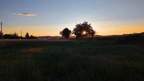 Sunset Light Shimmering Behind a Tree Above Golden Wheat Field Stock Footage 340492059