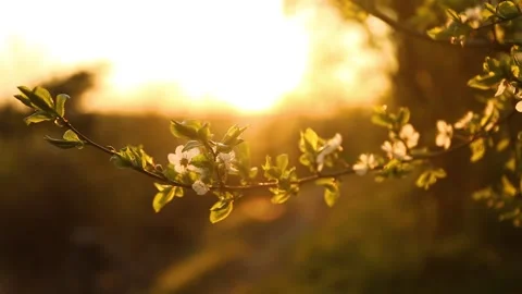 Sunset light shines through the petals of the blossoming cherry tree Stock Footage 153413247