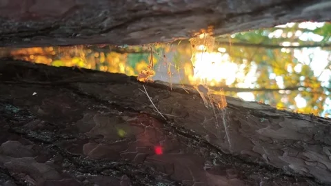 Sunset light shines through pine trees and cobwebs in nature Stock Footage 341410420