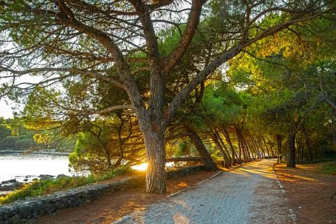 Sunset light shining through forest path. Golden sunlight filters through tall Stock Photos
