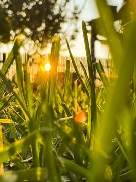Sunset light shining through fresh spring grass in a calm backyard environment Stock Photos