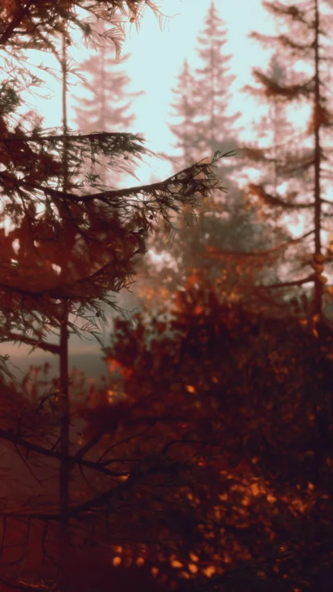 Sunset light shining through pine trees in a forest during fall season Stock Footage 341987603