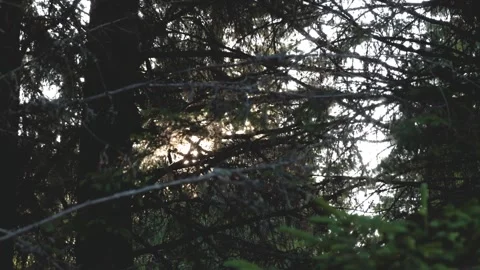 Sunset light shinning trough pine branches at sunset Stock Footage 249825420