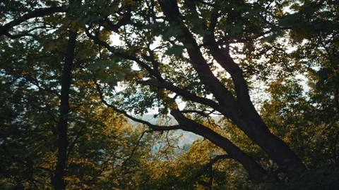 Sunset light, sunrays shining through the green trees canopy. Nature, relaxation Stock Footage 91497216