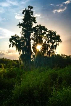 Sunset Light Through Cypress Trees in Florida Wetlands Stock Photos