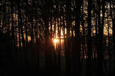 Sunset light through dark forest trees Fotos de archivo
