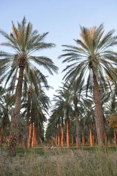 Sunset Light Through Date Palm Grove in Tunisia Stock Photos