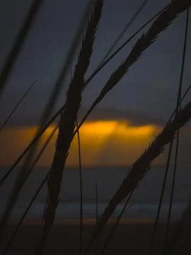 Sunset light through dune grass on the beach in aviles, asturias, spain Stock Photos
