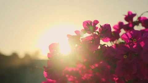 Sunset Light Through Purple Flowers 4K Closeup Video stock 341859472