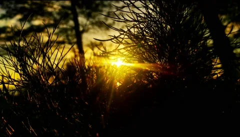 Sunset light through the tree silhouette Stock Footage 223447606