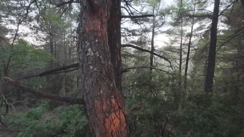 Sunset Light Touching Pine Trunk In Shaded Mountain Forest Video stock 326165071
