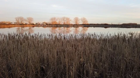 Sunset light on trees across from the river in motion Stock Footage 101676157