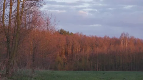 Sunset light on a trees. Stock Footage 154770483