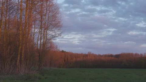 Sunset light on a trees. Stock Footage 154770489