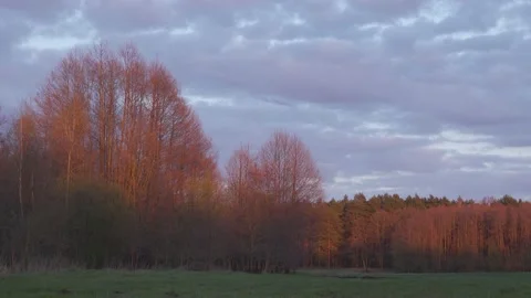 Sunset light on a trees. Stock Footage 154770503