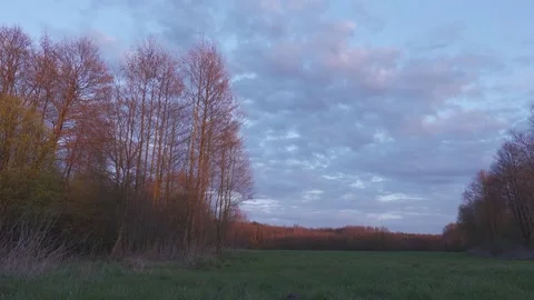 Sunset light on a trees. Stock Footage 154770514