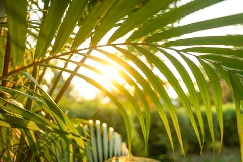 Sunset light view throu the leaves Stock Photos