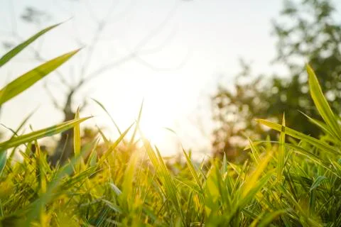 Sunset light view throu the leaves Stock Photos