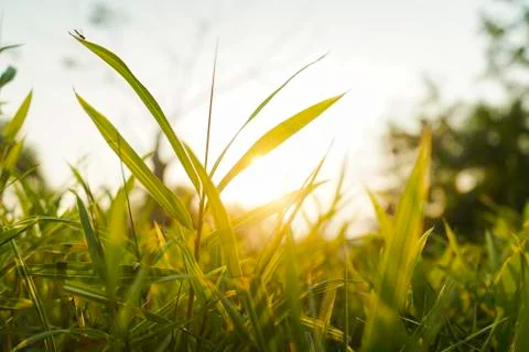Sunset light view throu the leaves Stock Photos