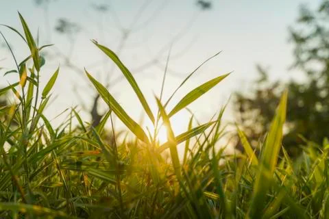 Sunset light view throu the leaves Stock Photos