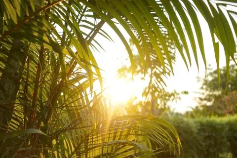 Sunset light view throu the leaves Stock Photos