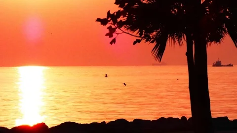 Sunset Lights on Seaside - Palm Tree Silhouette Stock Footage 123767078