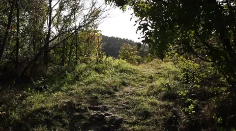 Sunset lights on a small path in the wood Video stock 47995012