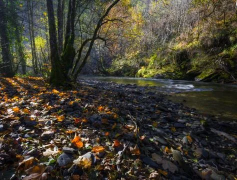 Sunset lights traverse the tree-lined banks of a river Stock Photos