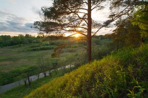 Sunset with lonely pine tree Foto stock