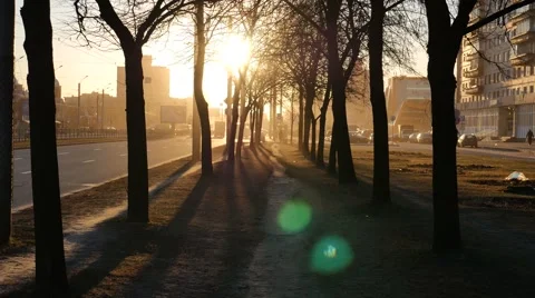 Sunset Long Shadows of Trees in City Street 스톡 동영상 58697068