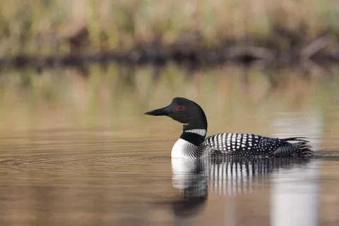 Sunset loon Фото