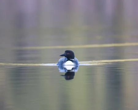 Sunset loon Stock Photos