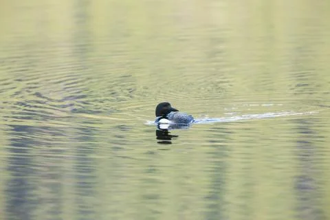 Sunset loon Stock Photos