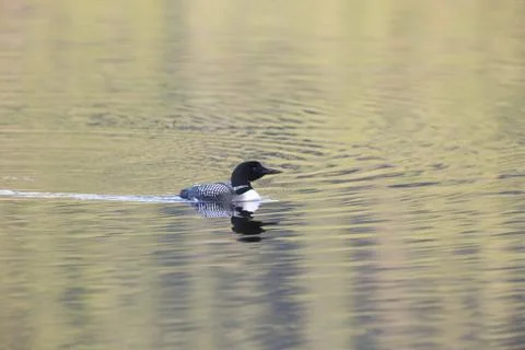 Sunset loon Фото