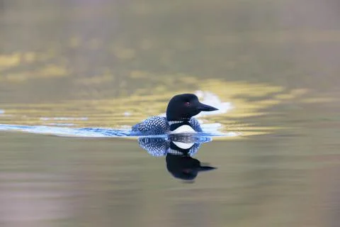 Sunset loon Stock Photos