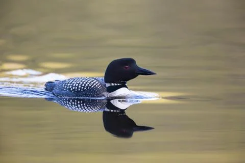 Sunset Loon Фото