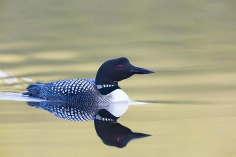 Sunset loon Фото
