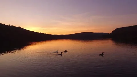Sunset + Loons Stock Footage 164243988