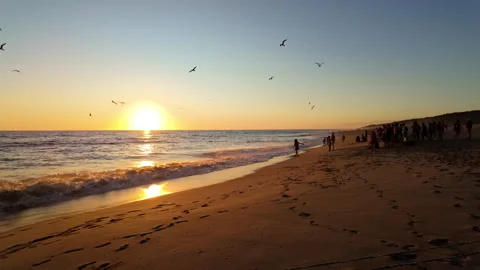 Sunset with lots of birds Vidéo 267046868