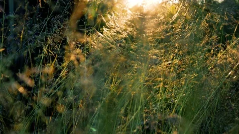 Sunset lurking through wild gras scenery 스톡 동영상 110274084