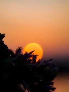 Sunset macro Fotos Stock