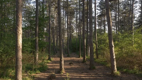 Sunset Magical Mountain Forest With Trees In Spring With Forward Movement Video stock 129021016