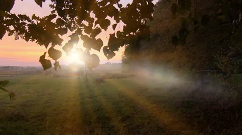 Sunset magical tree Video stock 32149074
