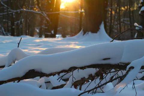 Sunset in a magical winter forest with branches covered with snow Stock Photos